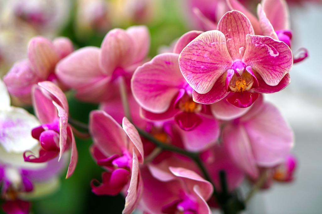 Come scegliere il bouquet perfetto per ogni occasione